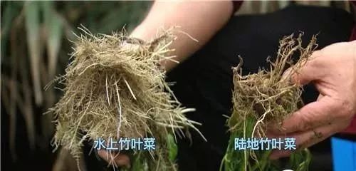 芹菜种植视频教程_芹菜种水里怎么种_水芹菜种植技术视频