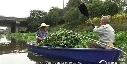 芹菜种植视频教程_水芹菜种植技术视频_芹菜种水里怎么种