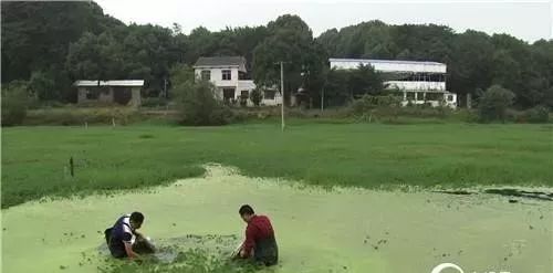 芹菜种水里怎么种_芹菜种植视频教程_水芹菜种植技术视频