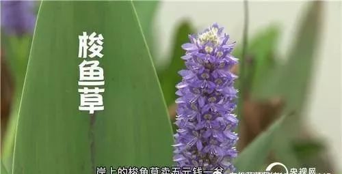 水芹菜种植技术视频_芹菜种植视频教程_芹菜种水里怎么种