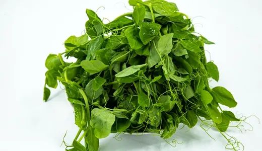 碗豆尖栽培技术_碗豆尖怎样种植技术_碗豆尖种子多少一斤