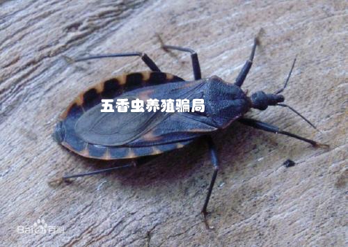 养殖黄粉虫致富_养殖黄粉虫致富_养殖黄粉虫致富