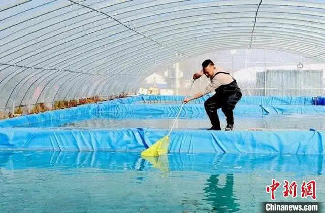 江苏水产养殖补贴政策_江苏水产养殖面积排名_江苏水产养殖致富