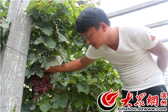 葡萄种植村民致富_致富村民种植葡萄图片_种植葡萄带动村民就业