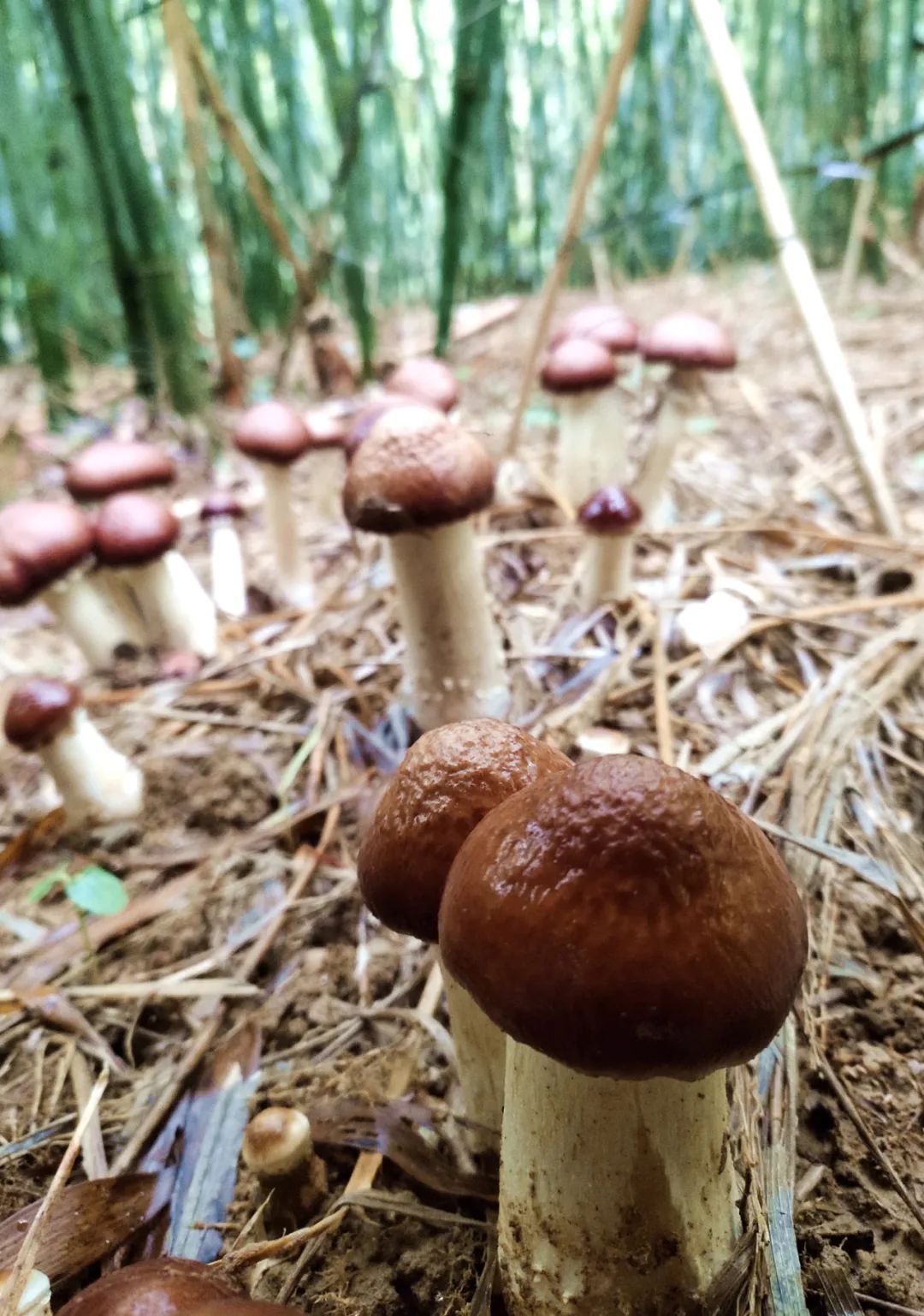 致富经蘑菇种植技术_种菇致富_菇类养殖致富方案