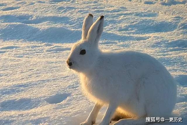 致富养殖兔子视频_致富经兔子养殖_致富养殖兔子赚钱吗