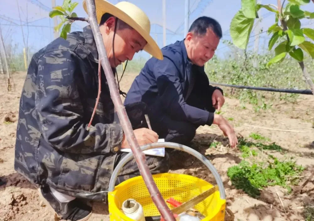 种苹果的技术_种植苹果的有利条件_种植苹果技术