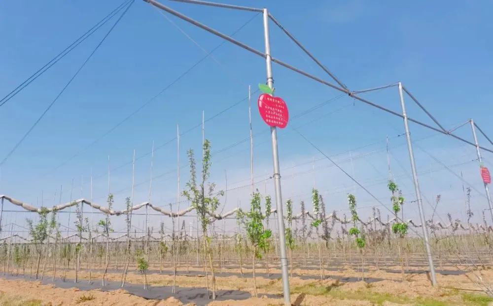 种苹果的技术_种植苹果技术_种植苹果的有利条件