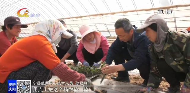 种菜致富案例_新型致富项目蔬菜_种植蔬菜致富新闻