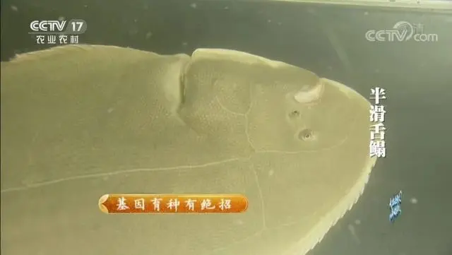 滑哥养殖_半滑舌鳎的养殖技术_半滑舌鳎怎么处理