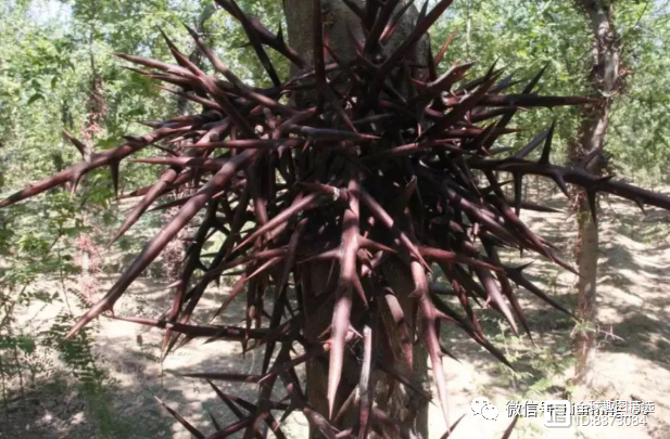 皂荚树种子_皂荚种植致富吗_皂荚种子种植