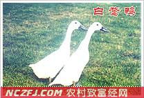 视频致富全集养猪下载_致富经养猪视频全集视频_cctv致富经养猪视频全集