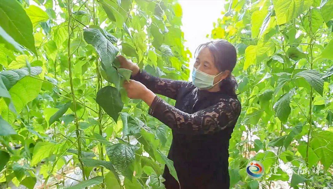 农村致富项目种植业_农村致富新项目种植业_农业种植致富渠道