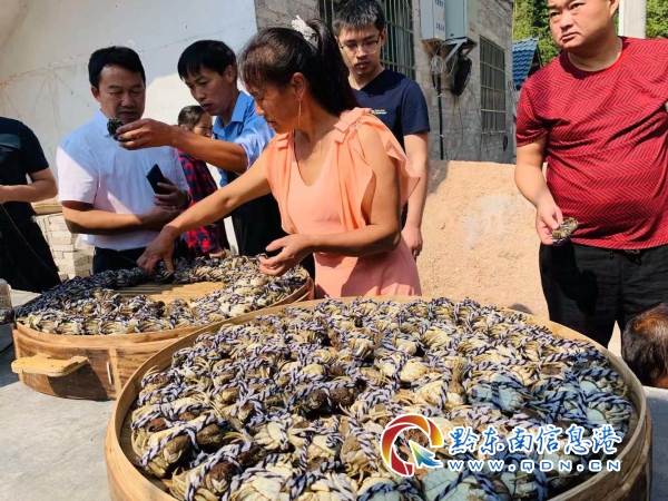 阳澄湖基地_致富经阳澄湖_阳澄湖农庄