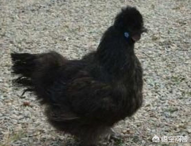 泰和乌鸡养殖基地在什么位置_泰和乌鸡养殖致富_养泰和乌鸡赚钱吗