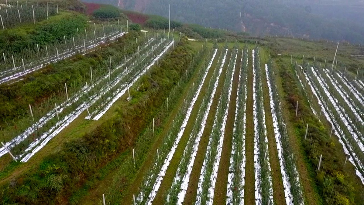 种植苹果技术_种植苹果的有利条件_种植苹果技术要求