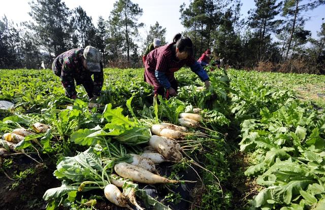 河南农村致富项目_河南农村致富新项目_河南农村种植致富视频