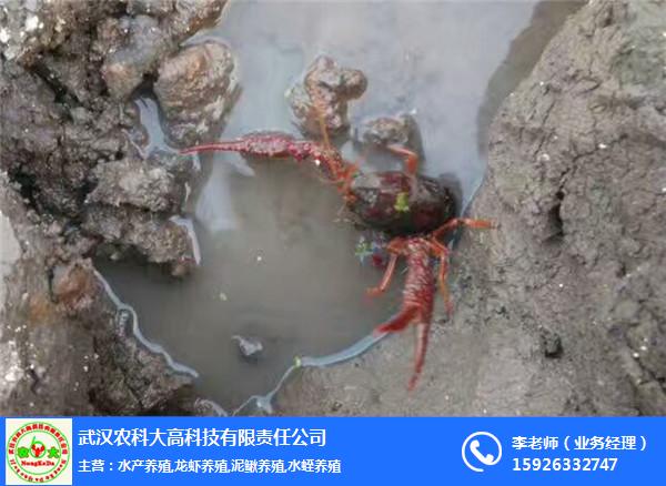 龙虾养殖技术|武汉农科大|龙虾养殖
