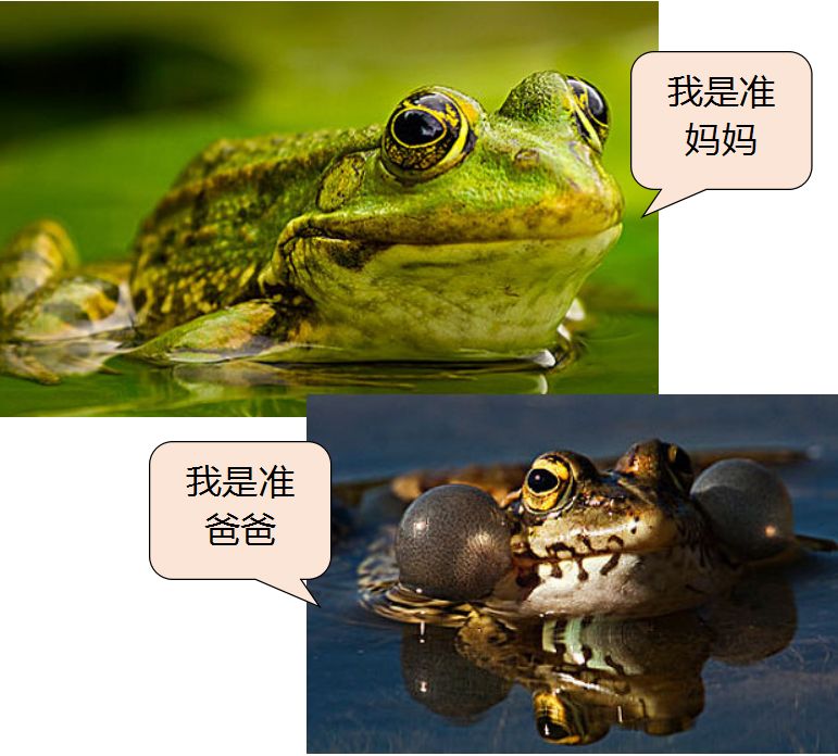青蛙养殖财经致富视频_青蛙养殖财经致富视频_青蛙养殖财经致富视频