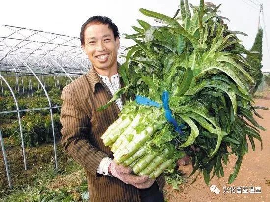 露地莴笋越冬种植视频_越冬露地莴笋种植技术_越冬种植莴笋露地技术视频