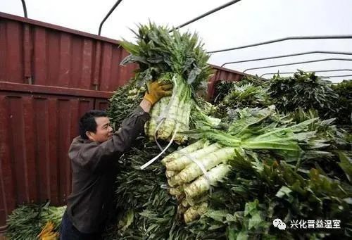 越冬露地莴笋种植技术_越冬种植莴笋露地技术视频_露地莴笋越冬种植视频