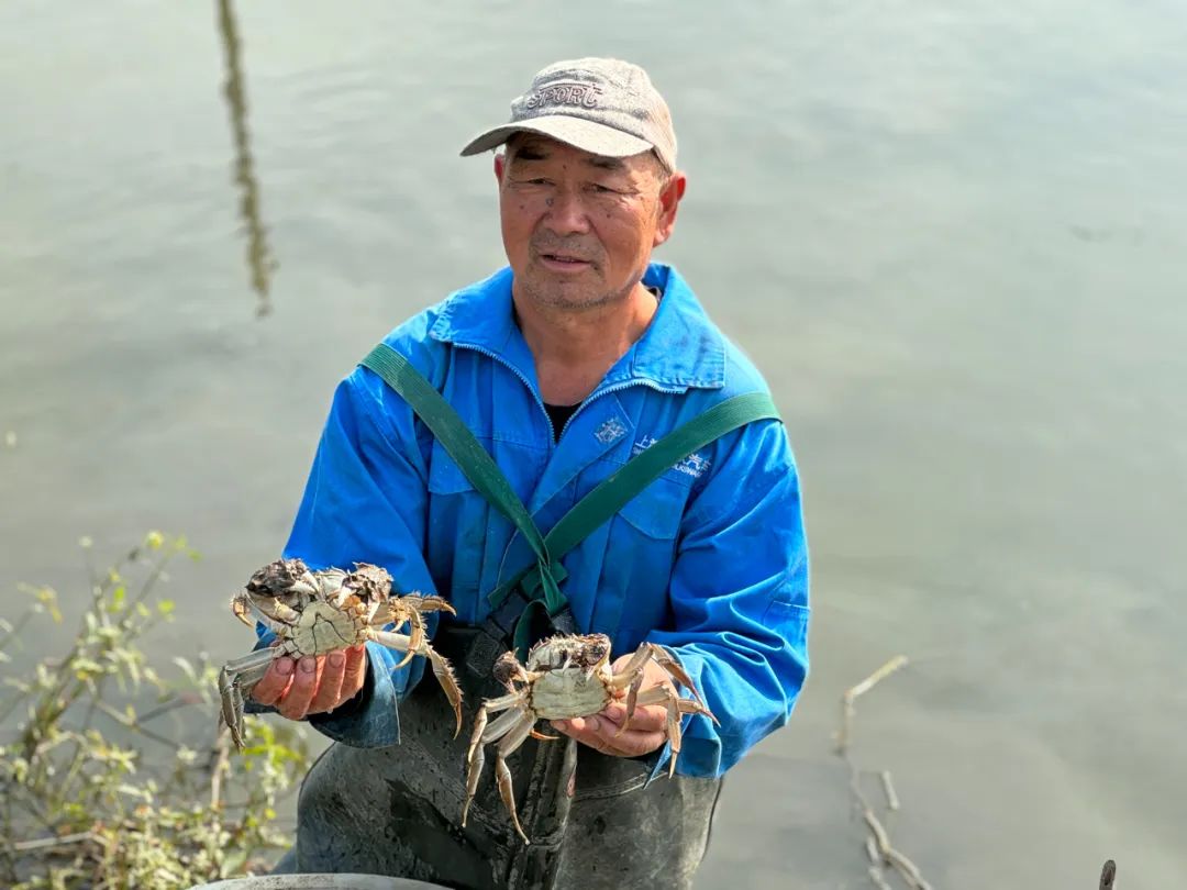 螃蟹视频养殖技术大全图解_养殖大螃蟹技术视频_螃蟹视频养殖技术大全图片