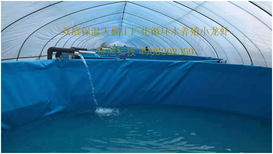 温室大棚龙虾养殖_小龙虾大棚养殖_龙虾能大棚养殖技术