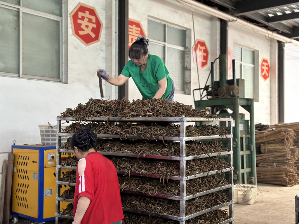 7月25日，湖北汇绿林业开发有限公司工人正在加工厚朴 李倩摄.jpg