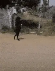 致富经养黑山羊视频播放_致富经黑山羊视频_致富经视频养黑山羊羊视频