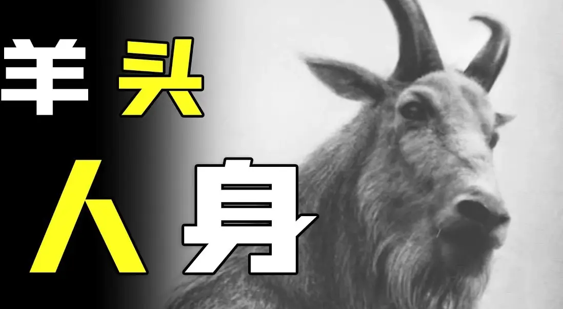 致富经黑山羊视频_致富经养黑山羊视频播放_致富经视频养黑山羊羊视频
