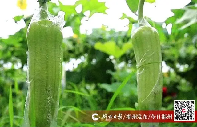 聚焦十大重点工作·乡村大振兴之西河故事｜庄门村的致富瓜