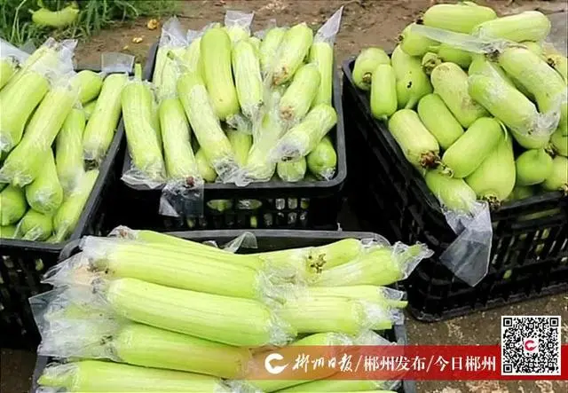 香丝瓜种植致富_香丝瓜种植技术视频_香丝瓜亩产量