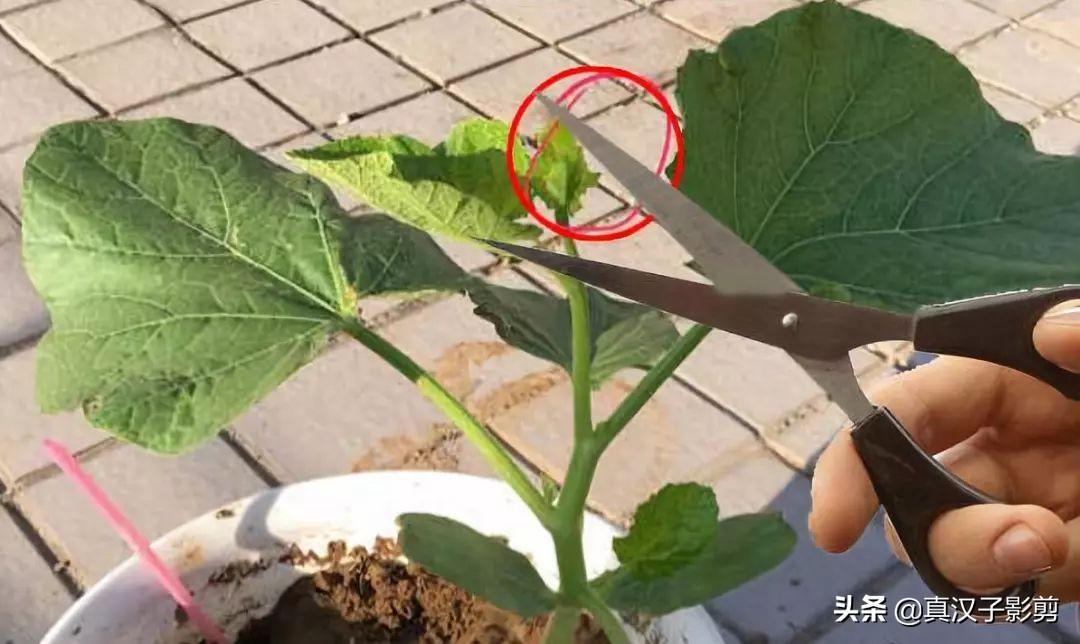 葫芦种植技术大全图解_葫芦种植技术_种植大葫芦技术