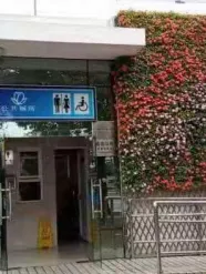 芭蕉树适合室内种吗_室内种植芭蕉树技术要求_芭蕉树的室内种植技术