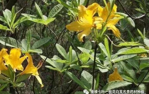 半夏高产种植视频_半夏药材种植骗局_致富经种半夏
