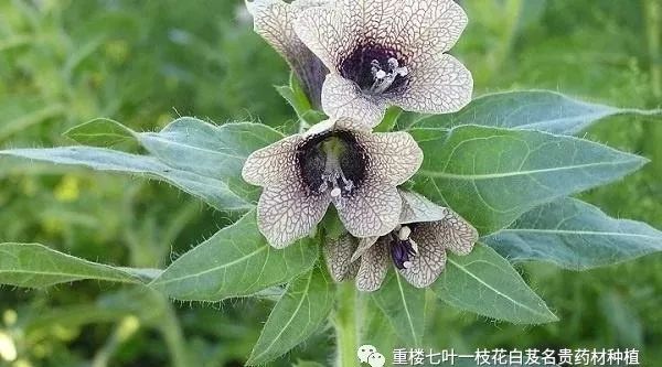 半夏高产种植视频_半夏药材种植骗局_致富经种半夏
