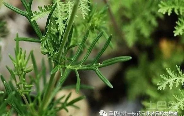 半夏药材种植骗局_致富经种半夏_半夏高产种植视频