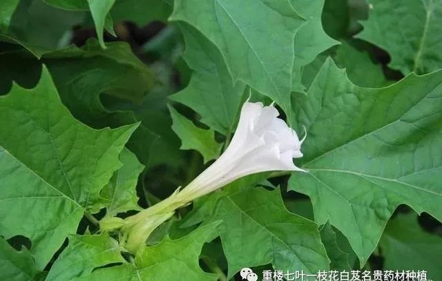 半夏高产种植视频_半夏药材种植骗局_致富经种半夏