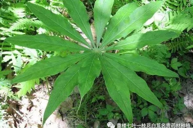 半夏药材种植骗局_致富经种半夏_半夏高产种植视频