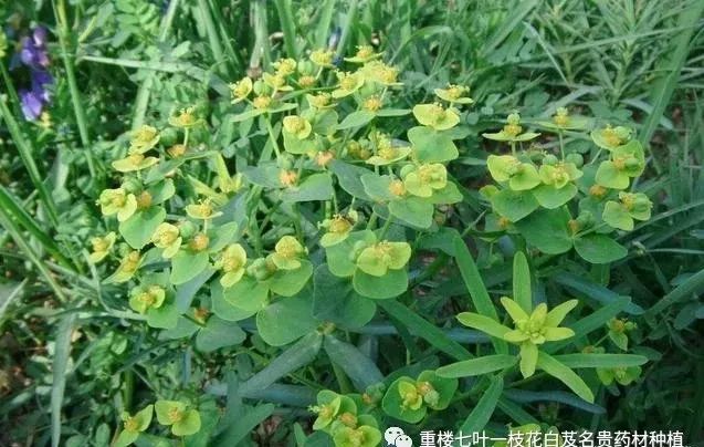 致富经种半夏_半夏高产种植视频_半夏药材种植骗局