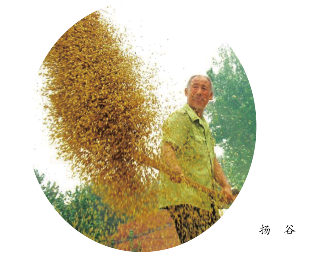 冬白菜的种植技术视频_冬季大白菜种植技术视频_冬白菜的种植技术