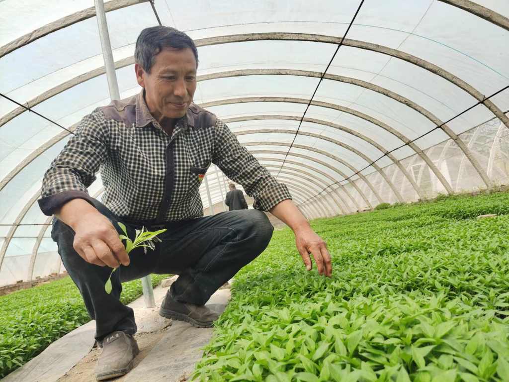 柏隆村用烟叶种植铺就致富路