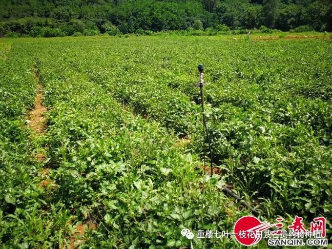 致富经半夏种植_致富经种半夏_半夏种植赚钱吗