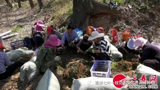 致富经半夏种植_半夏种植赚钱吗_致富经种半夏