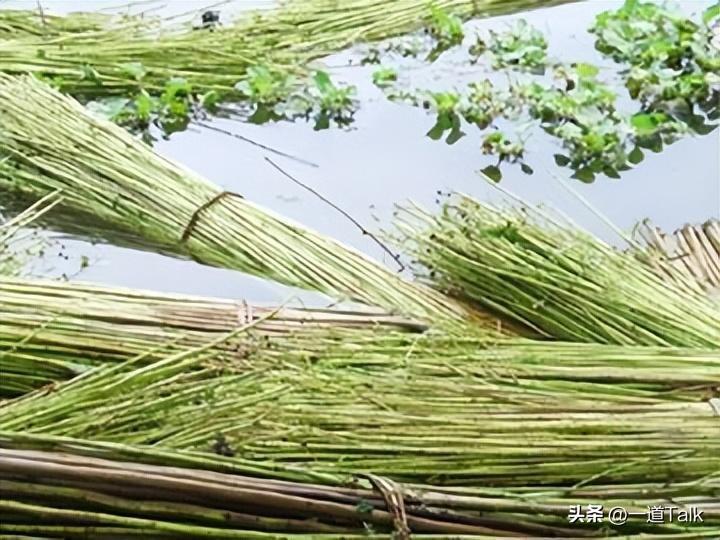 种植黄麻致富案例_黄麻种植每亩利润多少_种植黄麻的自然条件