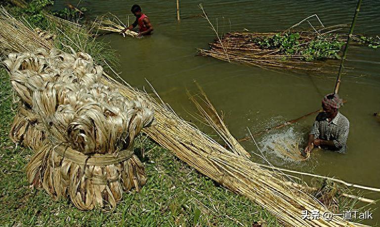 黄麻种植每亩利润多少_种植黄麻的自然条件_种植黄麻致富案例