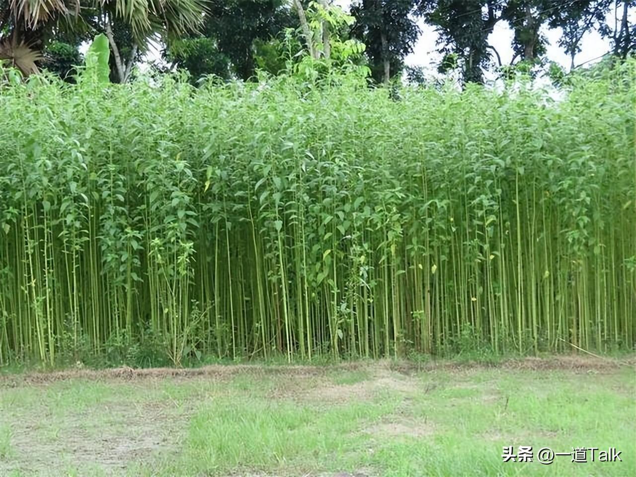 种植黄麻的自然条件_黄麻种植每亩利润多少_种植黄麻致富案例