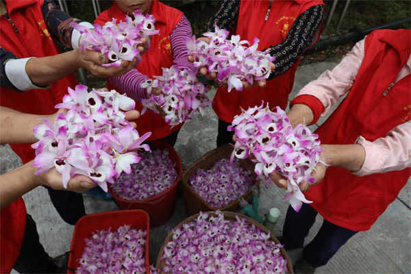 金钗石斛致富经_金钗石斛多少钱_金钗石斛植料经验
