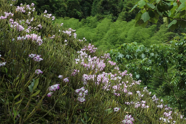 金钗石斛植料经验_金钗石斛致富经_金钗石斛多少钱