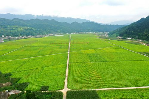 广东种植烟叶致富_广东种烟基地_广东烟草种植